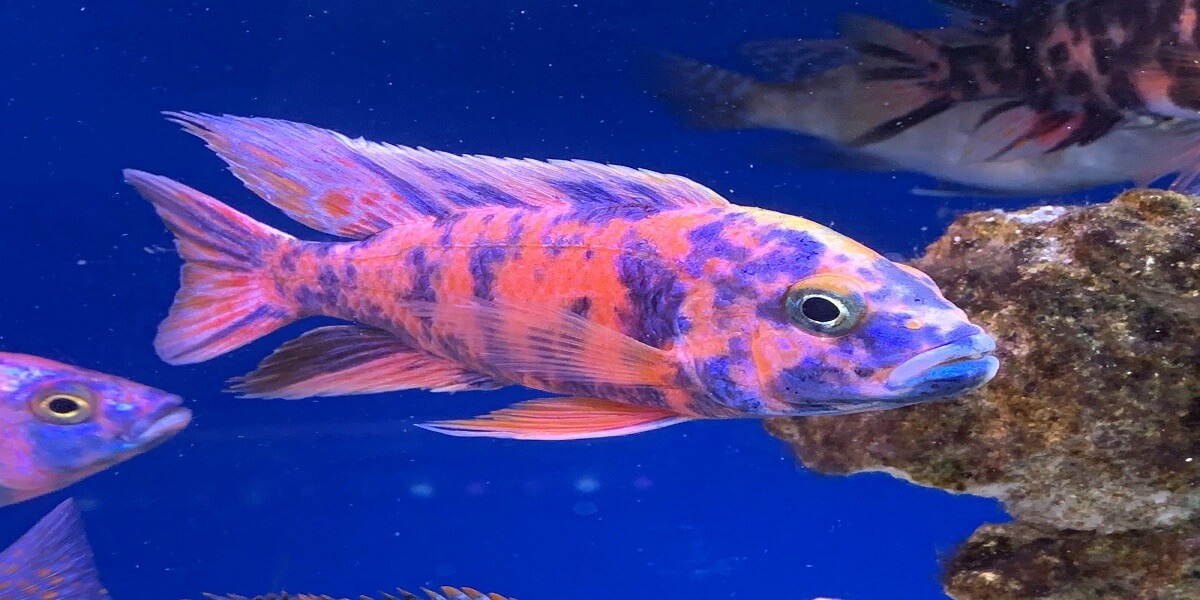 Calico Balığı - cagatayhurcan.com