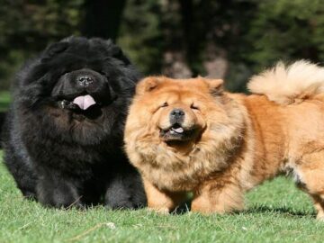 chow chow