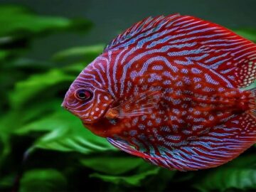 discus