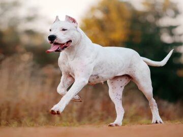 dogo argentino