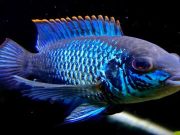 electric blue acara