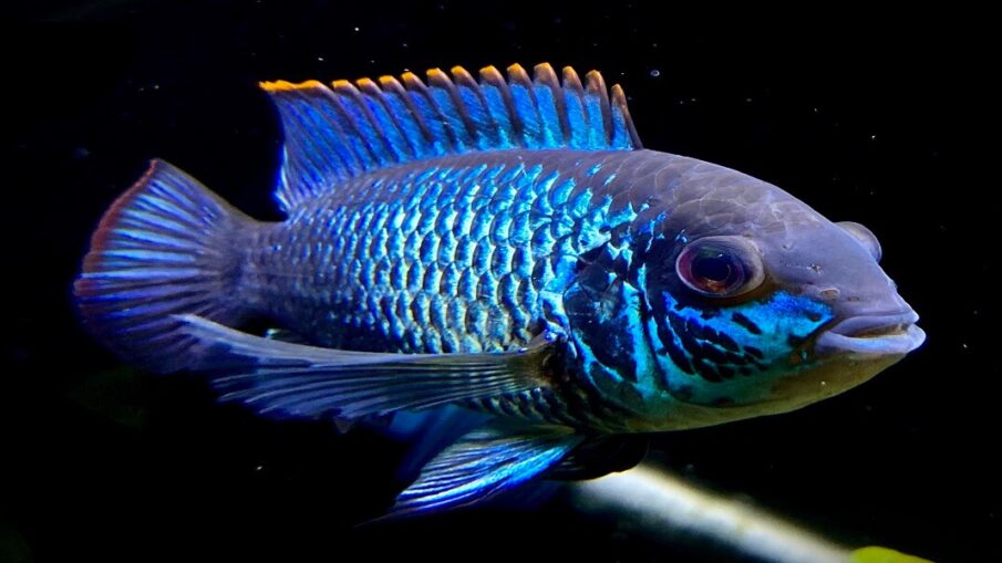 Electric Blue Acara Cagatayhurcan
