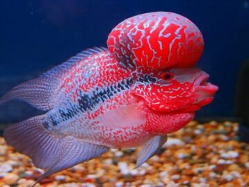 flowerhorn
