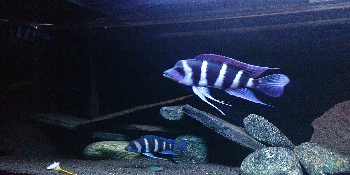 Frontosa Zaire Kapampa - cagatayhurcan.com