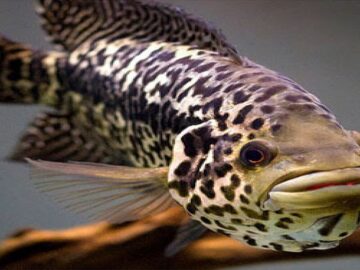 jaguar cichlid