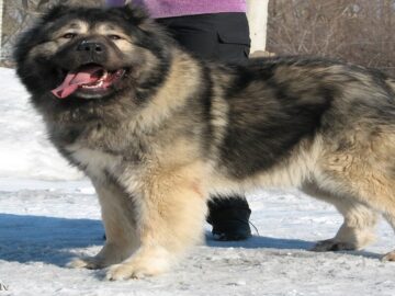 kafkas çoban köpeği