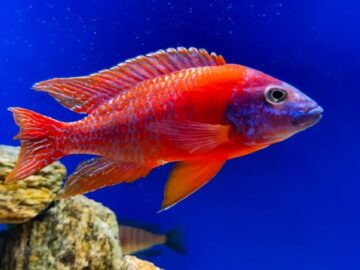 kırmızı imparator