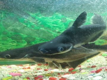 pengasus köpek balığı