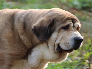 spanish mastiff