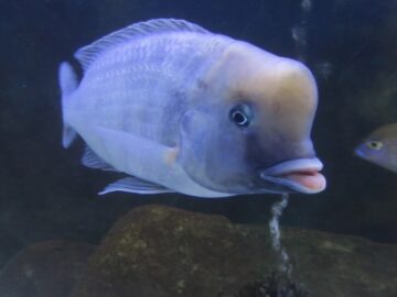 yunus cichlid