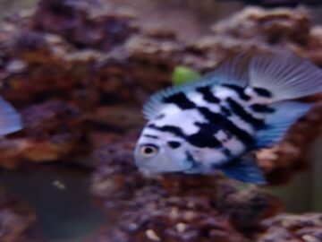 zebra cichlid