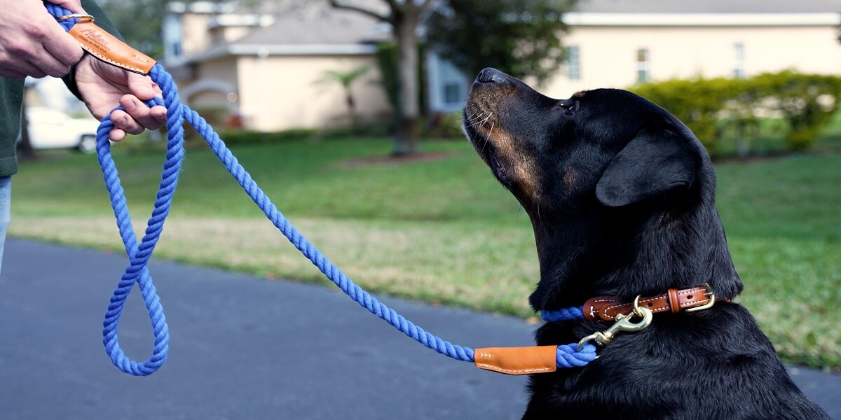 Tasma Köpek Tasma İpi - cagatayhurcan.com