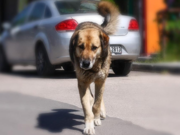 Barınaklardaki Kötü Koşullar