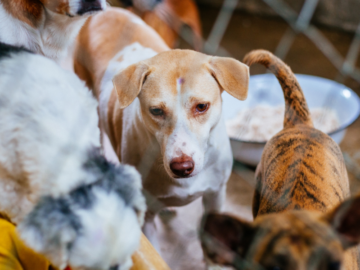 Bakımsız Bırakılan Hayvanlar