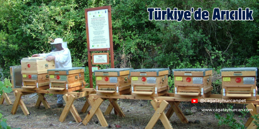 Türkiye'de Arıcılık
