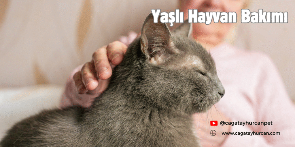 Yaşlı Hayvan Bakımı