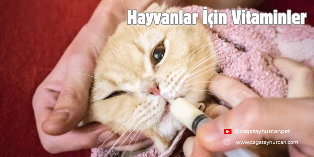 Hayvanlar İçin Vitaminler