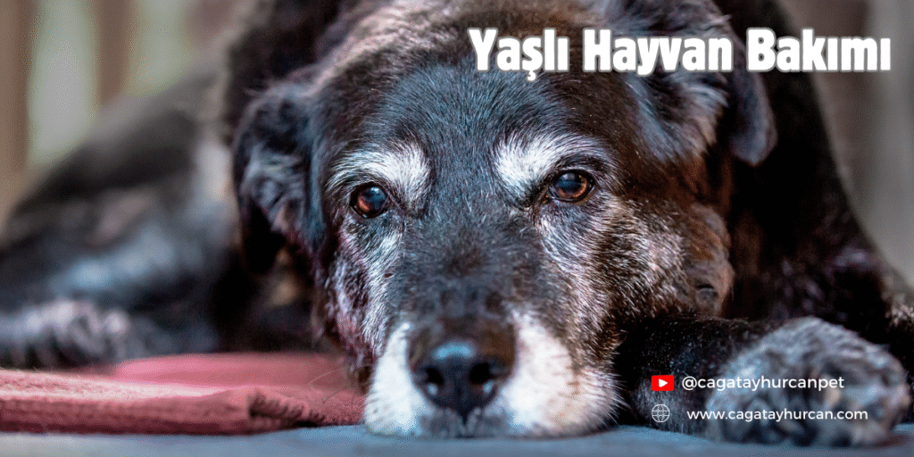 Yaşlı Hayvan Bakımı