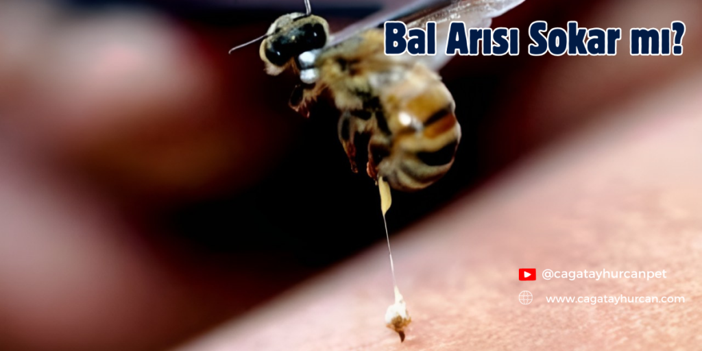 Bal Arısı Sokar mı?