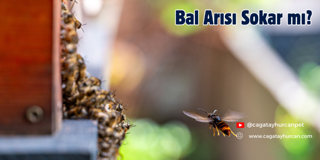 Bal Arısı Sokar mı?