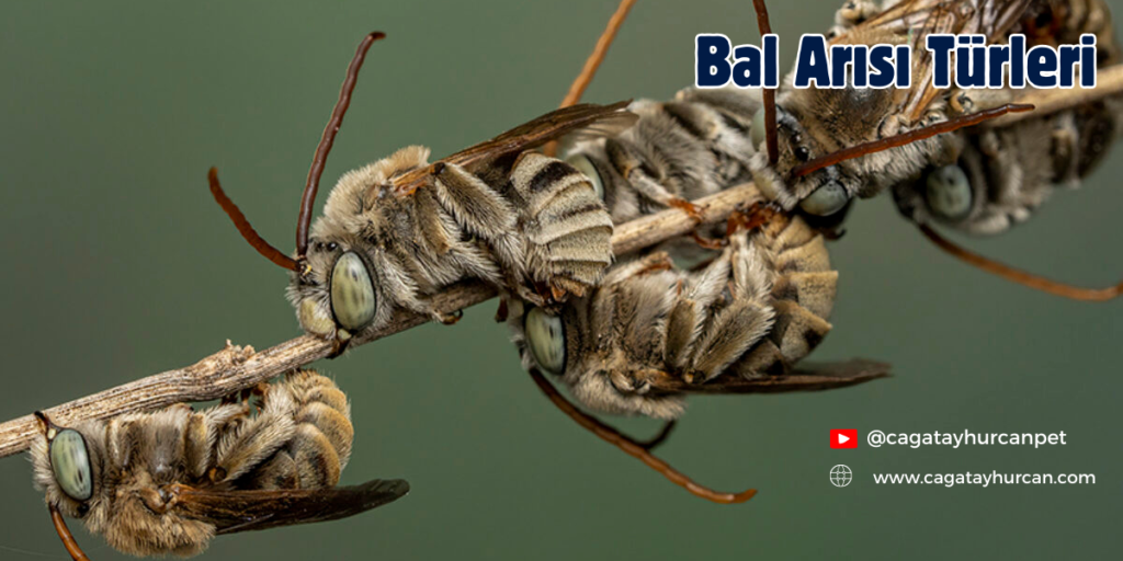 Bal Arısı Türleri