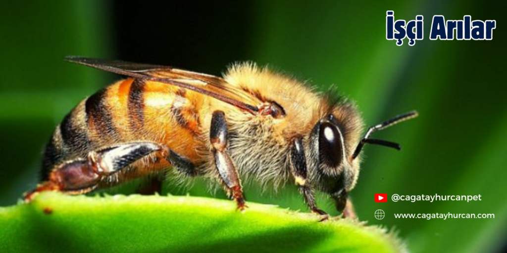 İşçi Arılar
