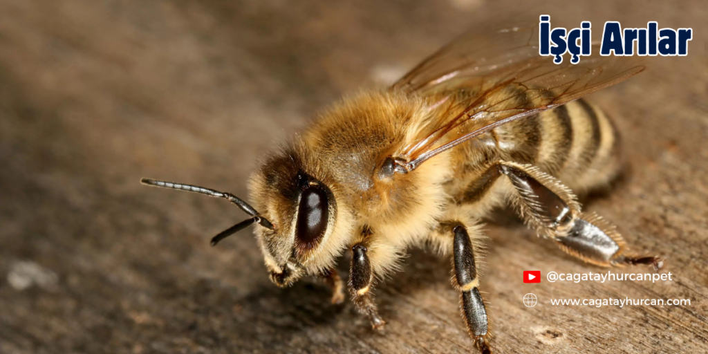 İşçi Arılar