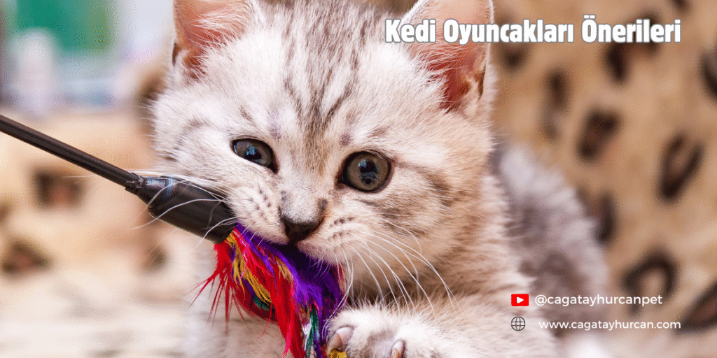 Kedi Oyuncakları Önerileri