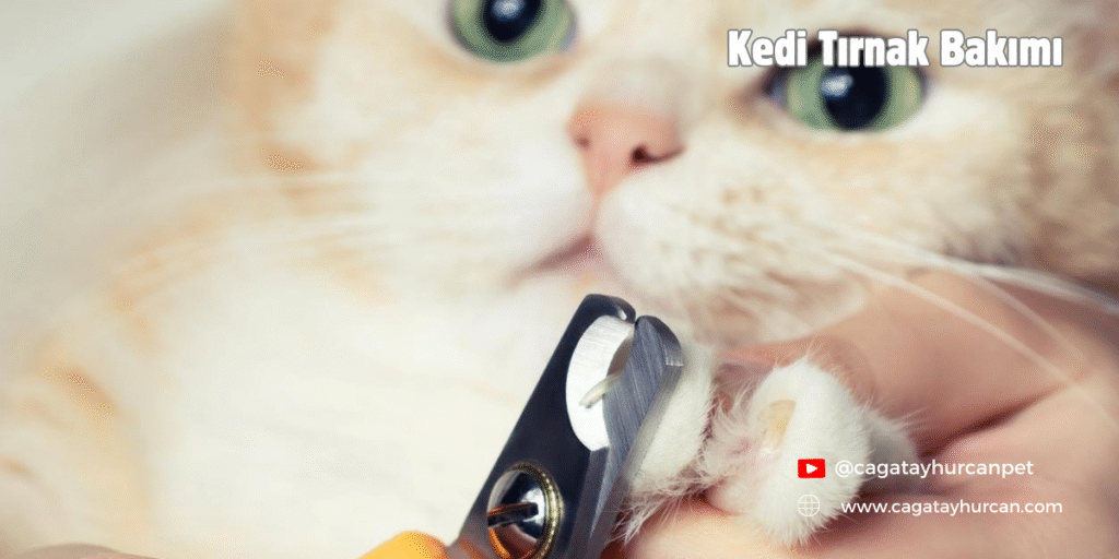 Kedi Tırnak Bakımı