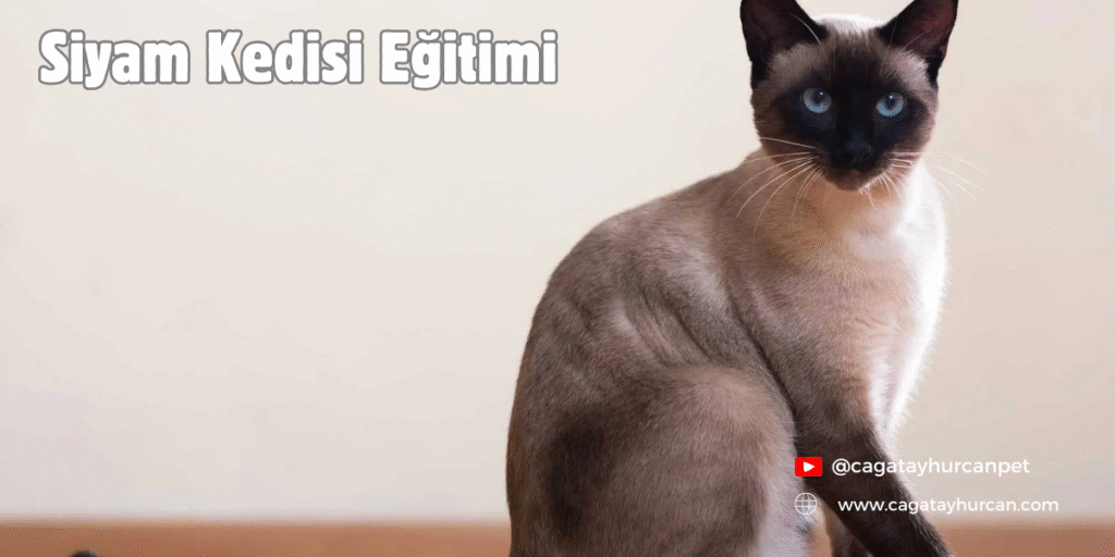 Siyam Kedisi Eğitimi