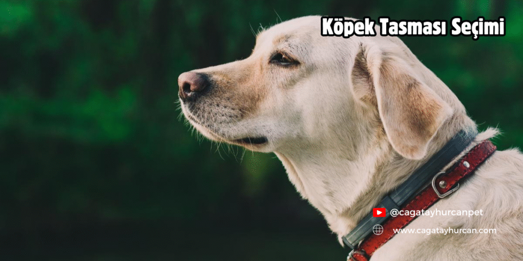 Köpek Tasması Seçimi