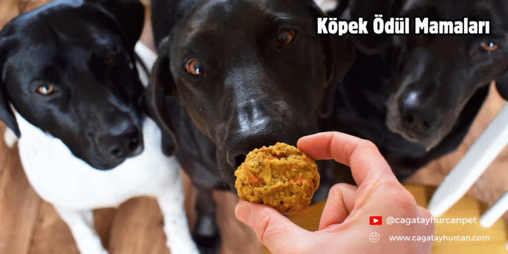 Köpek Ödül Mamaları