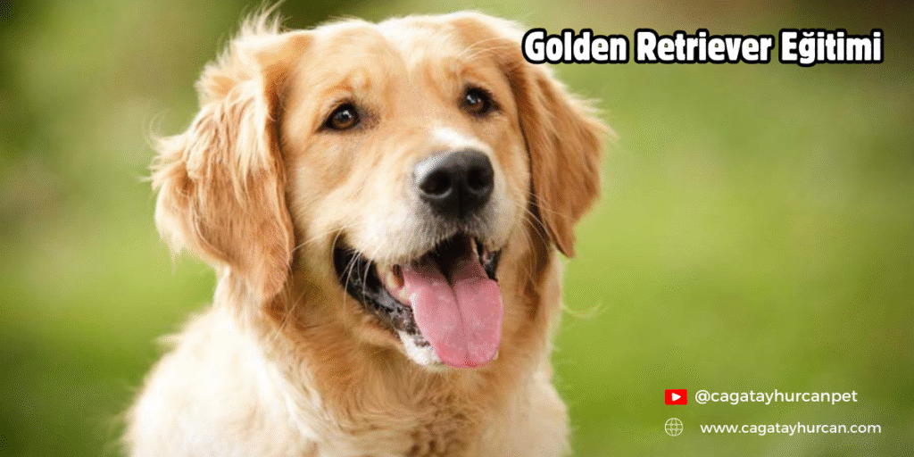 Golden Retriever Eğitimi