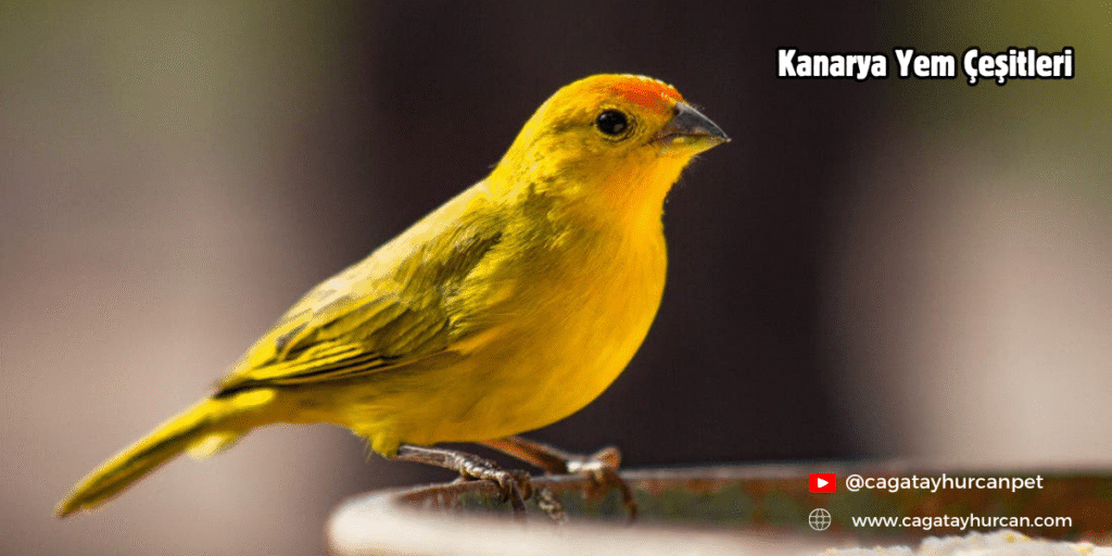 Kanarya Yem Çeşitleri