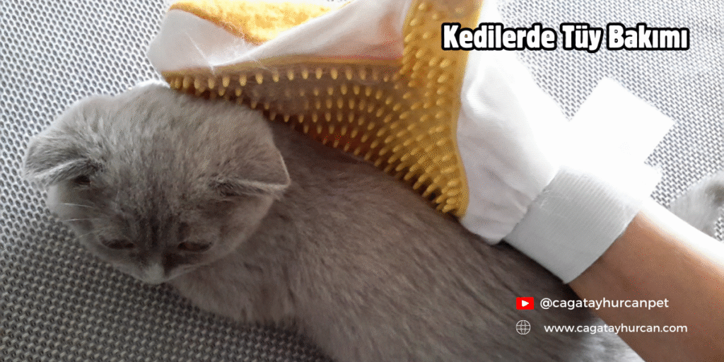 Kedilerde Tüy Bakımı