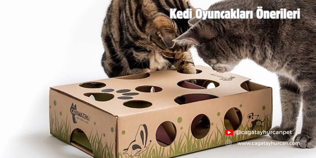 Kedi Oyuncakları Önerileri