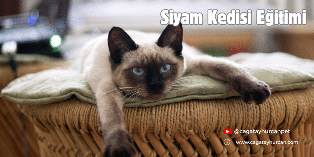 Siyam Kedisi Eğitimi