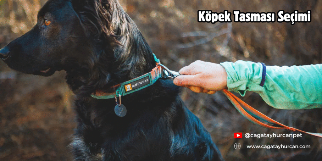 Köpek Tasması Seçimi