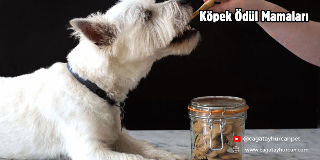 Köpek Ödül Mamaları