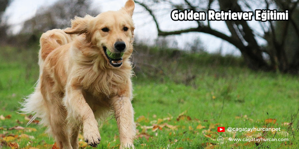 Golden Retriever Eğitimi