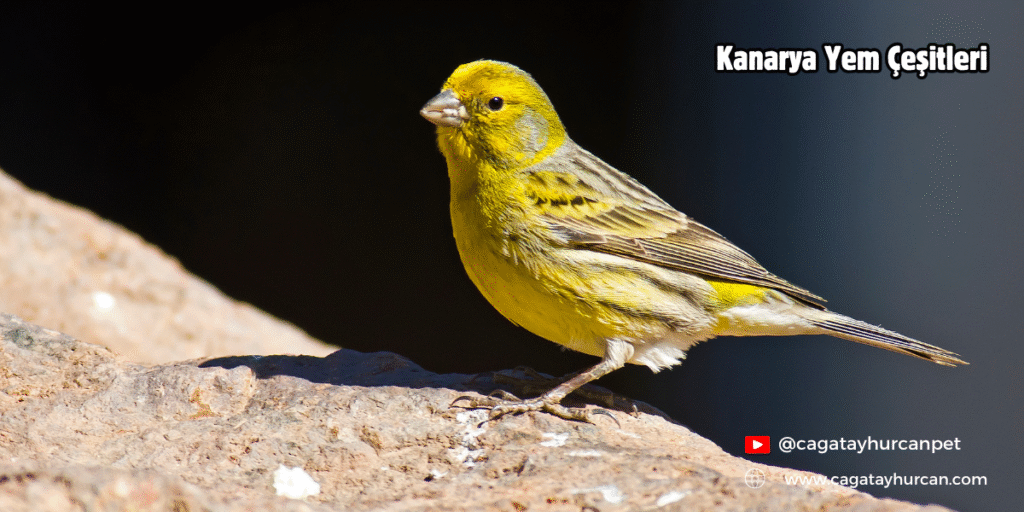 Kanarya Yem Çeşitleri