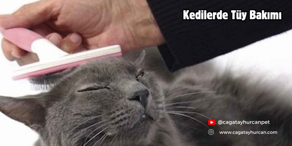 Kedilerde Tüy Bakımı