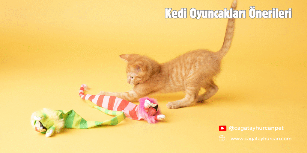 Kedi Oyuncakları Önerileri