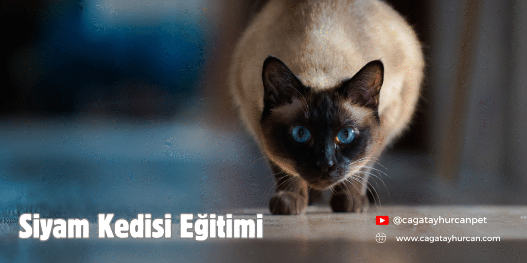 Siyam Kedisi Eğitimi
