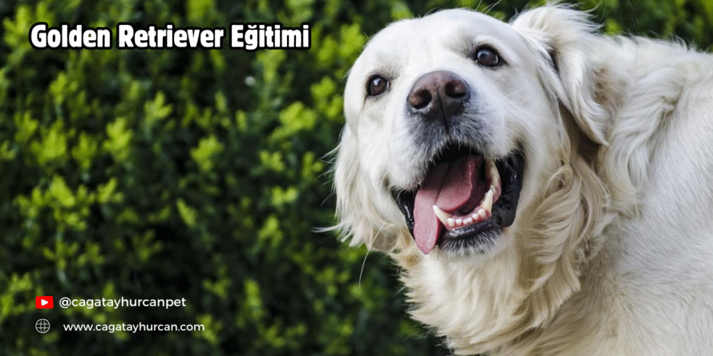 Golden Retriever Eğitimi