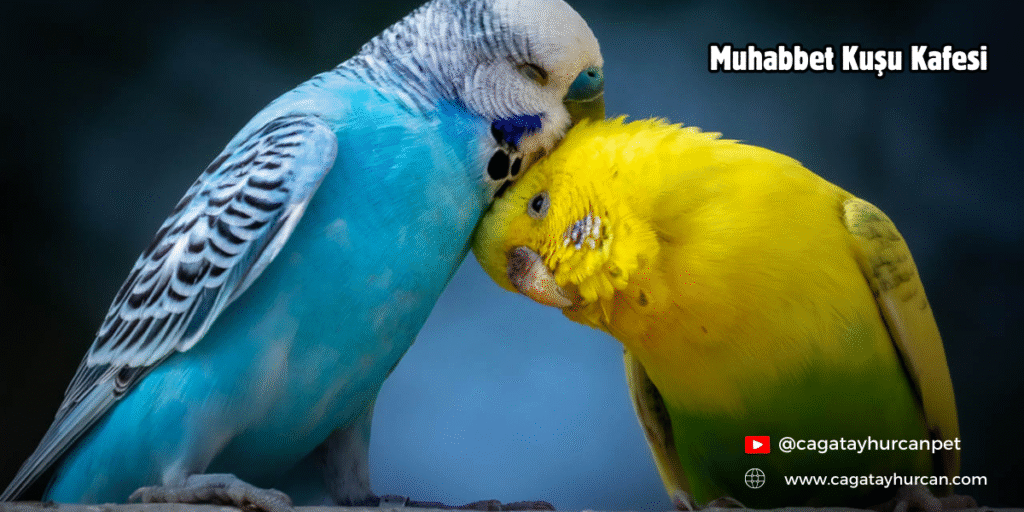 Muhabbet Kuşu Kafesi