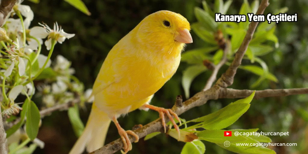 Kanarya Yem Çeşitleri