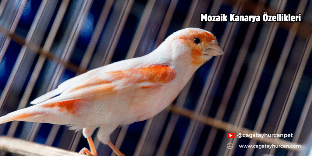 Mozaik Kanarya Özellikleri