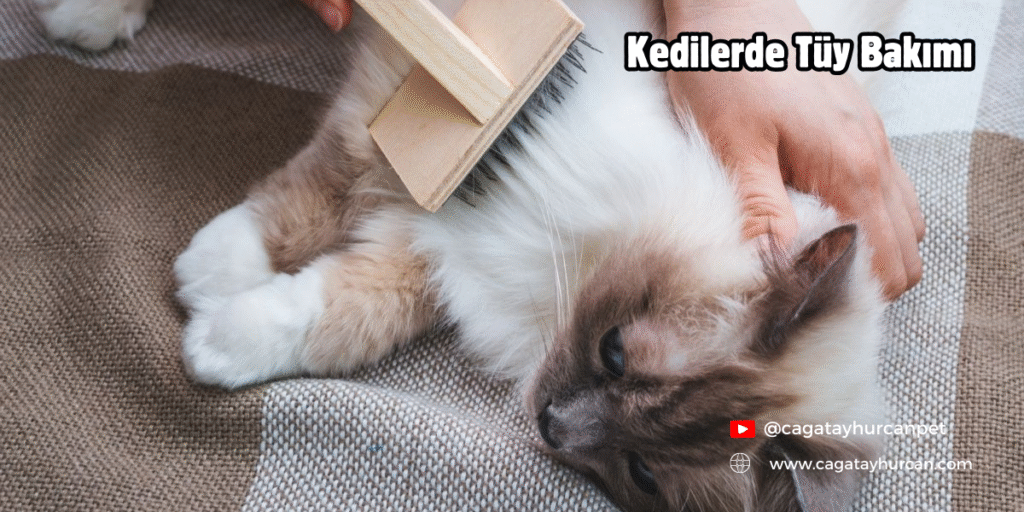 Kedilerde Tüy Bakımı