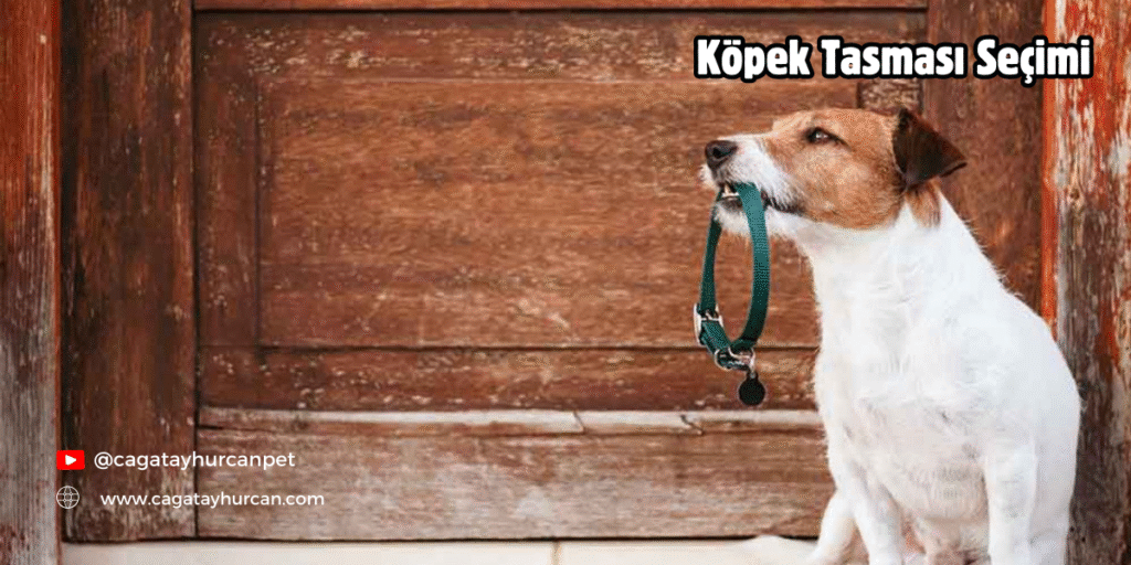 Köpek Tasması Seçimi
